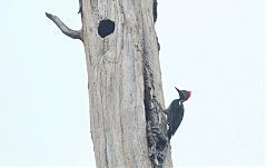 Lineated Woodpecker